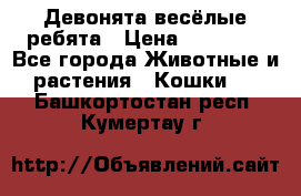 Девонята весёлые ребята › Цена ­ 25 000 - Все города Животные и растения » Кошки   . Башкортостан респ.,Кумертау г.